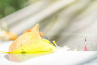 他们的几次 他们的几次